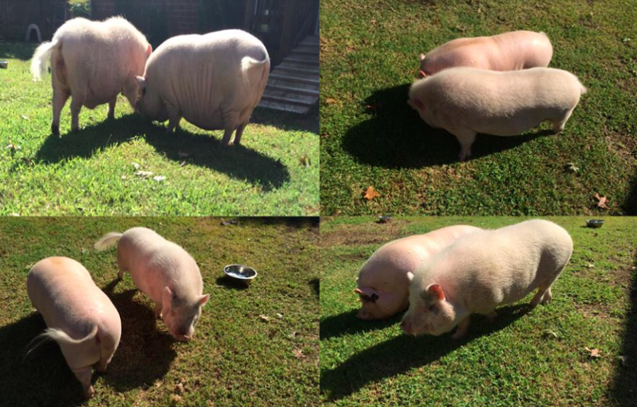 micro pigs full grown size