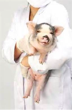 Veterinarians that see pigs - PAL (Pig 